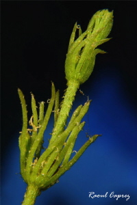 Detail of a freshwater plant
(85mm +4 diopter)
A blue d... by Raoul Caprez 